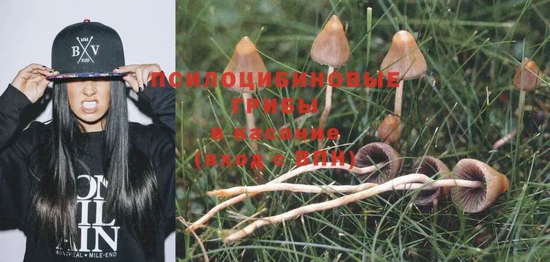 Галлюциногенные грибы Psilocybe  мориарти официальный сайт  Микунь 